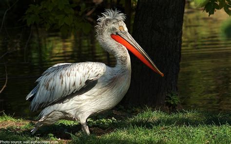 Interesting Facts About Pelicans Just Fun Facts