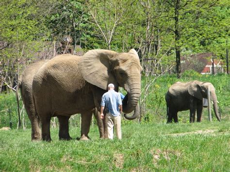Elephants Pittsburgh Zoo
