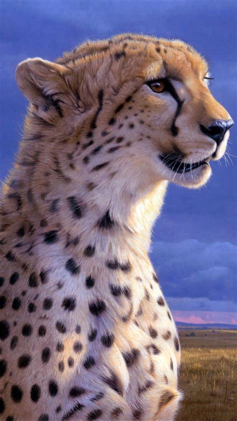 Cheetah Hd Wallpapers Top Free Cheetah Hd Backgrounds Wallpaperaccess