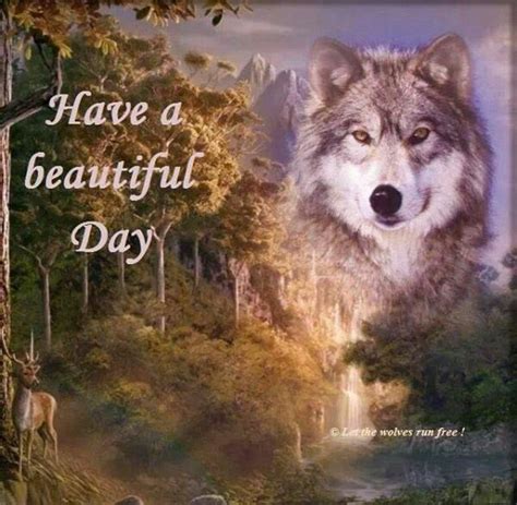 Beautiful Day Good Morning Animals Wolf Pictures Wolf Spirit Animal
