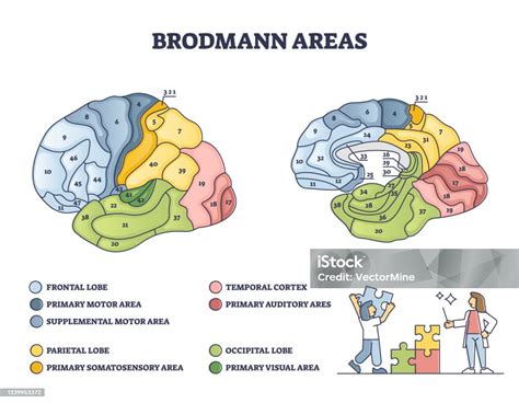 Brodmann Areas Map As Brain Region Zones Of Cerebral Cortex Outline