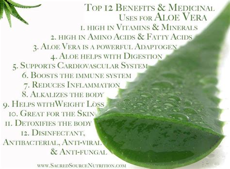 Aloe vera for skin, hair and weight loss: Light of Wisdom: The S.A.D (Standard American Diet ...