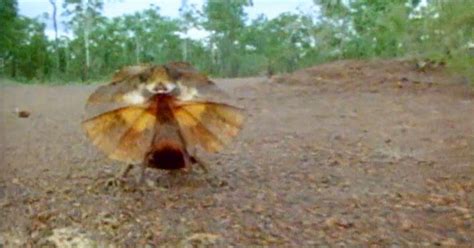 The Frilled Lizard Is One Creepy Reptile Rare