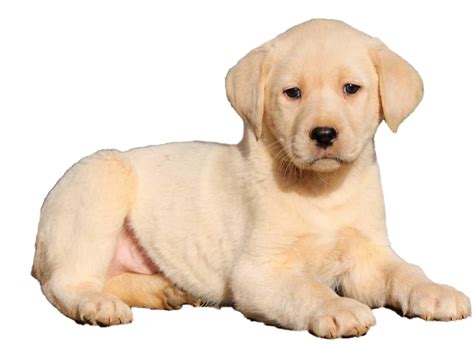 Labrador Retriever Puppy Png High Quality Image Png All