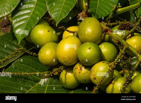 Ripe Matoa Fruits Pometia Pinnata And Green Leaves Native Fruit From