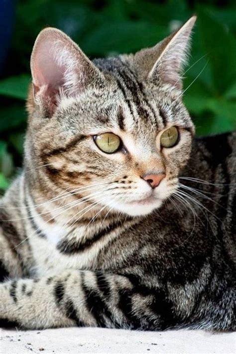 Without a bill of sale, some sort of registration/pedigree papers from the breeder, or more information from whoever surrendered the cat in the first place, there's really no way to guarantee the type breed the cat may be. "Acrobat, diplomat and simple Tabby cat. He conjures ...