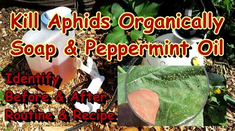 How To Treat Aphids On Any Garden Vegetable Plant With Soap