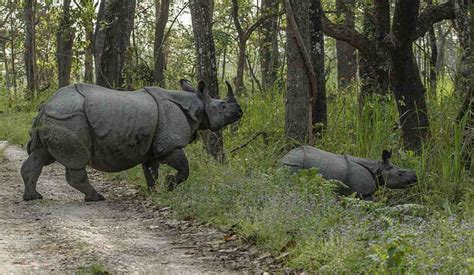 They Counted Endangered Rhinos In Nepal And The Population Has Grown By 16