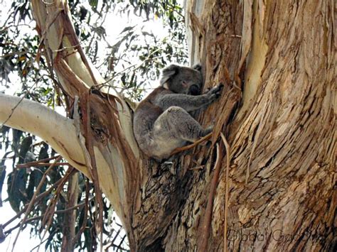 Visit Koalas At Hanson Bay Sanctuary Kangaroo Island