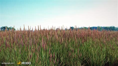 Real Grass D Grass Models For Architectural Visualization By VIZPARK