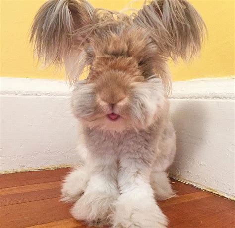 This Long Haired Bunny Is Basically A Stuffed Animal Thats Come To