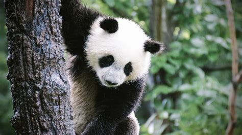 Weiße Pandabären Hintergrundbilder Kostenlos