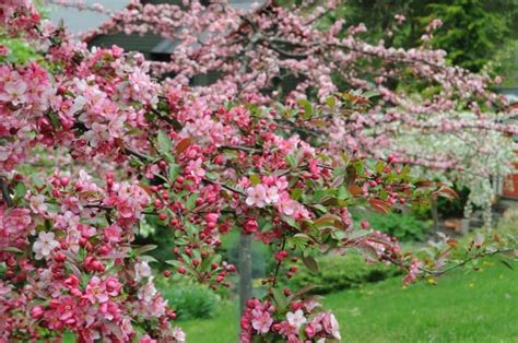 They should be planted in full, direct sunlight. fleeting glimpse: crabapples i have loved - A Way To Garden