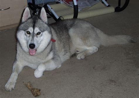 Why do they do it? Which Food Is Suitable For Husky? - Health / Nutrition / Grooming - Dogz Online Forums