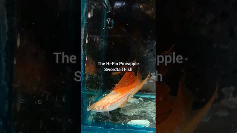Hi Fin Pineapple Swordtail Fish With Red Eyes Youtube