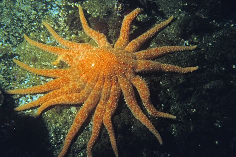 Sunflower Sea Star L Stunning Starfish Our Breathing Planet