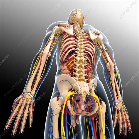 Male Anatomy Artwork Stock Image F0060455 Science Photo Library