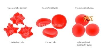 Our expert tutors provide step by step solutions to help you excel in your courses. What happens when NACL is mixed with blood? - Quora