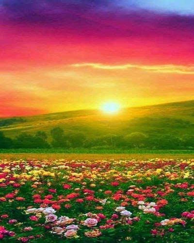 Beautiful Sunrise Flowers Landscape Canvas Art Print Canvas Wall Decor