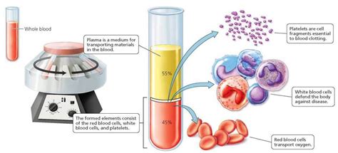 Blood Biology Of Humans