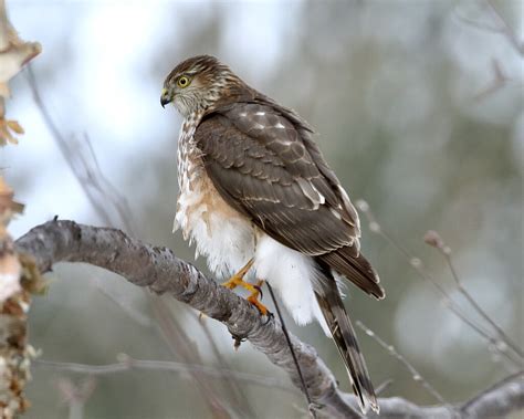 Sharp Shinned Hawk In River Birch Tree1 Dan Getman Bird Photos Flickr