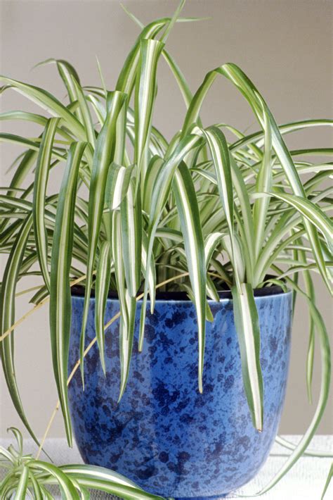 20 Easy Houseplants Easy To Care For Indoor Plants
