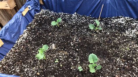 How To Grow Broccoli From Seed 6 Weeks Old Youtube
