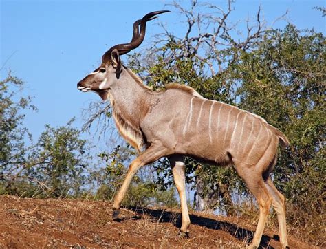 The Friendly Wild Animals Of Kenya Are The Greater Kudu And The Sitatunga