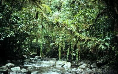 The largest rainforests are in the amazon in brazil (south america), demographic republic of congo (africa). Southeast Asian Rainforests