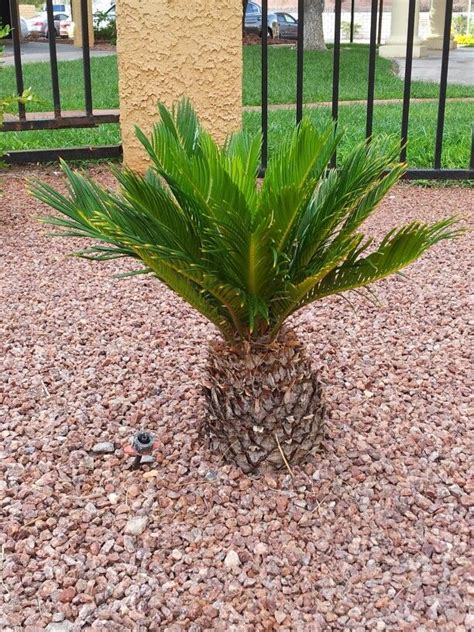 Outdoor Plants That Look Like Palm Trees Keven Fahey