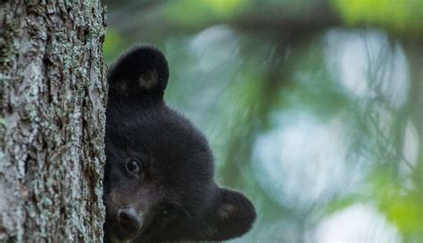 I Found An Orphaned Bear Cub And Knew I Had To Try To Save His Life