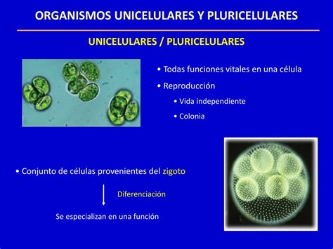 O Formato Das Celulas De Organismos Pluricelulares Educa