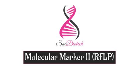 Molecular Marker Ii Rflp Youtube