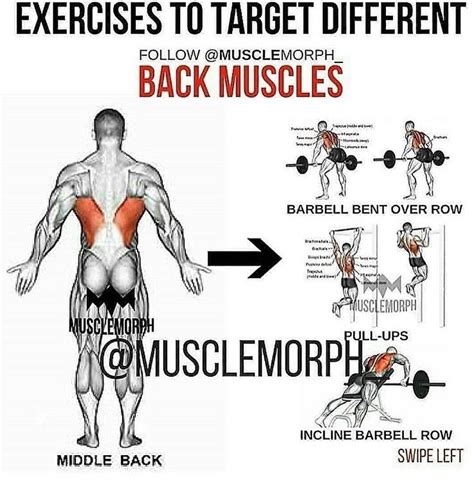 Pin By Hiker On Back Exercises Back Muscles Back Muscle Exercises Muscle Fitness