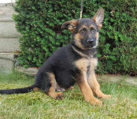 Ira World Class Male German Shepherd Puppy Mans Best Friend