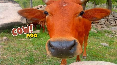 Cute Cow Grazing Grass Cow Moo Cow Funny Video Cow Eating Grass