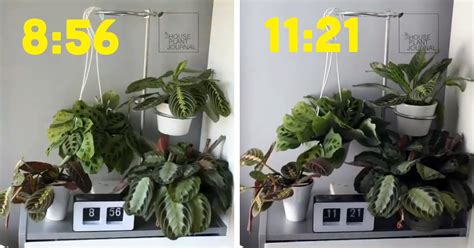 Mesmerizing Time Lapse Videos Show How Much Plants Move During A Day