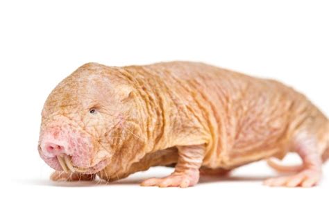 What Do Naked Mole Rats Eat The Full List