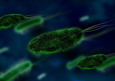 The Evolution Of Bacteria And Antibiotics Bacterial Resistance
