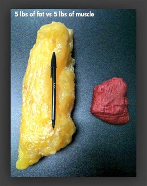 5 Lbs Of Fat Vs 5 Lbs Of Muscle This Is Why We Workout Scoopnest