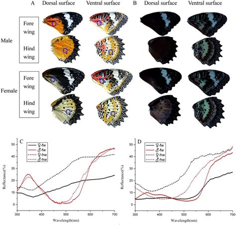 role of visual and olfactory cues in sex recognition in butterfly cethosia cyane cyane