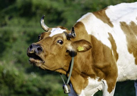 Guyanese Farmer Arrested For Having Sex With A Cow Face2face Africa