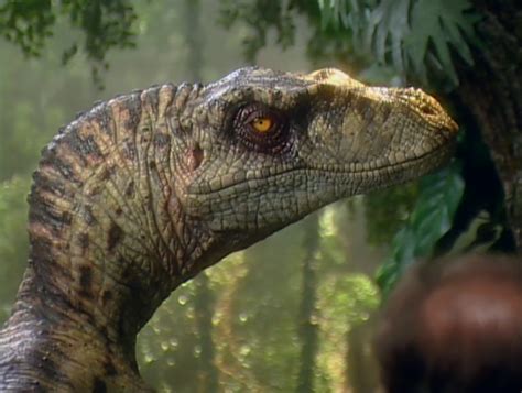 Velociraptor In 2023 Jurassic Park Jurassic Park World Jurassic Park Film