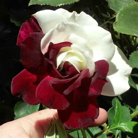 See more of the rose 더로즈 international on facebook. Osiria Rose Photo Gallery - Hard to Find Hybrid Tea Rose