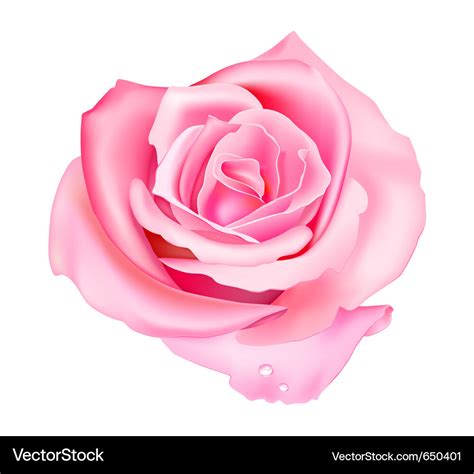 Pink Rose Royalty Free Vector Image Vectorstock