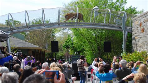 Big Cat Crossing Opens At Philadelphia Zoo