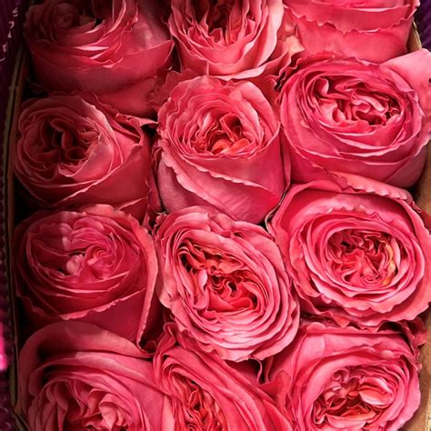 Pink Expression Roses Florabundance Wholesale Flowers