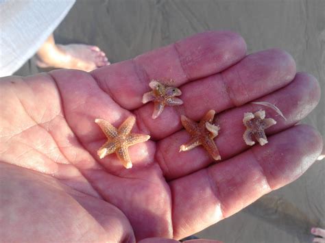 Sussex Marine Wildlife Jottings Juvenile Common Starfish