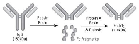Antibody Fragmentation Kits Thermo Fisher Scientific Cn