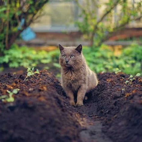 There are many ways you can deter cats from your garden. Best Cat Repellent Plants and Natural Deterrents for Your ...